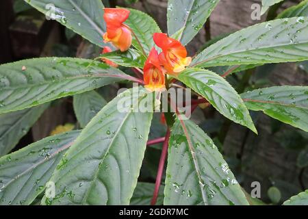Impatiens auricoma x bicaudata Orange Kapuzenblumen und große gefiederte gerippte Blätter, Juli, England, Großbritannien Stockfoto