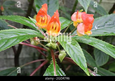 Impatiens auricoma x bicaudata Orange Kapuzenblumen und große gefiederte gerippte Blätter, Juli, England, Großbritannien Stockfoto