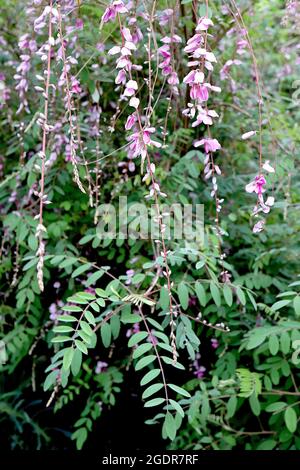 Indigofera pendula weinende Indigo – hängende Trauben erbsenähnlicher, tiefrosa und weißer Blüten, grüne Schattierungen von gefiederten Blättern, Juli, England, Großbritannien Stockfoto