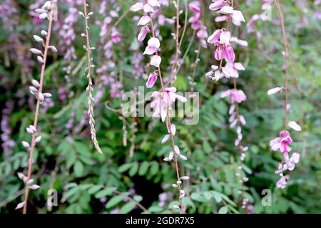 Indigofera pendula weinende Indigo – hängende Trauben erbsenähnlicher, tiefrosa und weißer Blüten, grüne Schattierungen von gefiederten Blättern, Juli, England, Großbritannien Stockfoto