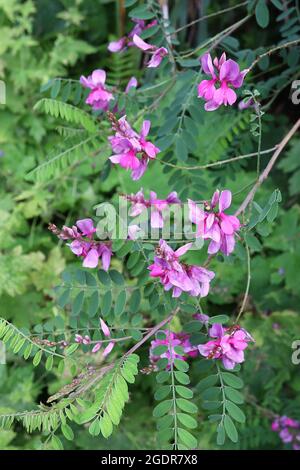 Indigofera tinctoria true indigo – bogige Trauben erbsenähnlicher violett-rosa Blüten und grüner Schattierungen gefiederter Blätter, Juli, England, Großbritannien Stockfoto