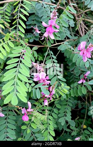 Indigofera tinctoria true indigo – bogige Trauben erbsenähnlicher violett-rosa Blüten und grüner Schattierungen gefiederter Blätter, Juli, England, Großbritannien Stockfoto