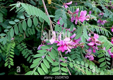 Indigofera tinctoria true indigo – bogige Trauben erbsenähnlicher violett-rosa Blüten und grüner Schattierungen gefiederter Blätter, Juli, England, Großbritannien Stockfoto