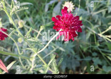 Knautia macedonica ‘Red Knight’ Macedonian scabious Red Knight – purpurrote Blüten mit Nadelkissen-Zentrum von ray Florets, Juli, England, Großbritannien Stockfoto