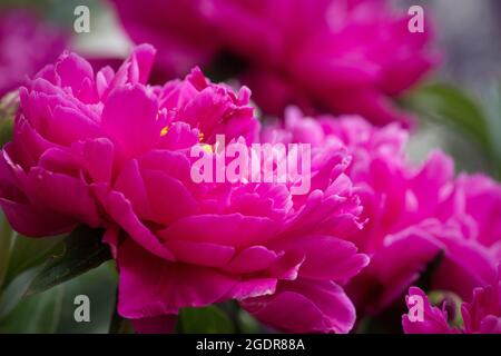 Leuchtend rosa Pfingstrose in voller Blüte in einem Sommergarten im Zentrum von Colorado Stockfoto