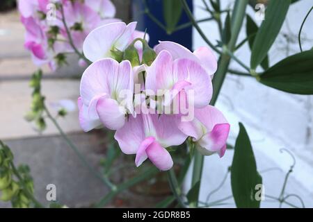 Lathyrus latifolius Laubbbblättrige, unverdauliche, mittelrosa und weiße erbsenartige Blüten, dunkelgrüne, lanzförmige Blätter, Juli, England, UK Stockfoto