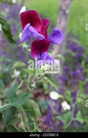 Lathyrus odoratus ‘Cupani’ süße Erbse Cupani – stark duftende zweifarbige Blüten, burgunderrote Flügel, lila Kiel, Juli, England, VEREINIGTES KÖNIGREICH Stockfoto