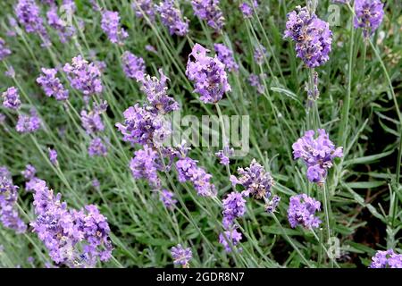 Lavandula angustifolia ‘Rosea’ rosa englischer Lavendel – dichte Spitzen duftender winziger violett-rosa Blüten, Juli, England, Großbritannien Stockfoto