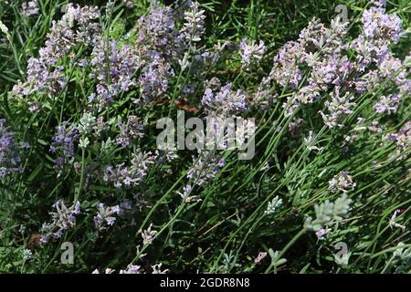 Lavandula angustifolia ‘Rosea’ rosa englischer Lavendel – dichte Spitzen duftender winziger violett-rosa Blüten, Juli, England, Großbritannien Stockfoto