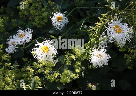 Leucanthemum x superbum ‘Old Court’ Shasta Daisy Old Court – große Gänseblümchen-ähnliche Blumen mit gewellten und verdrehten weißen Röschen und gelben Zentrum, Stockfoto