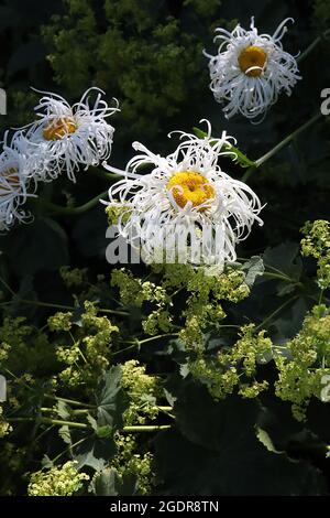 Leucanthemum x superbum ‘Old Court’ Shasta Daisy Old Court – große Gänseblümchen-ähnliche Blumen mit gewellten und verdrehten weißen Röschen und gelben Zentrum, Stockfoto