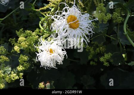 Leucanthemum x superbum ‘Old Court’ Shasta Daisy Old Court – große Gänseblümchen-ähnliche Blumen mit gewellten und verdrehten weißen Röschen und gelben Zentrum, Stockfoto