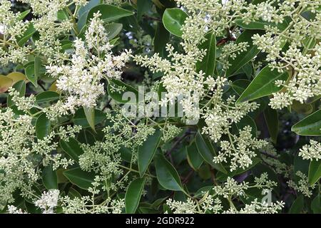 Ligustrum lucidum glossy / Chinese privet – große Rispen mit winzigen weißen Blüten und glänzenden, lanzenförmigen Blättern, Juli, England, Großbritannien Stockfoto
