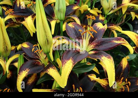 Lilium ‘Lionheart’ Asiatische Lilie Lionheart – duftende schwarze kastanienbraune Blüten mit tiefgelben Blütenblättern, Juli, England, Großbritannien Stockfoto