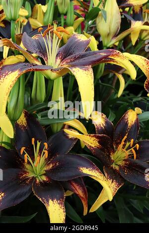 Lilium ‘Lionheart’ Asiatische Lilie Lionheart – duftende schwarze kastanienbraune Blüten mit tiefgelben Blütenblättern, Juli, England, Großbritannien Stockfoto