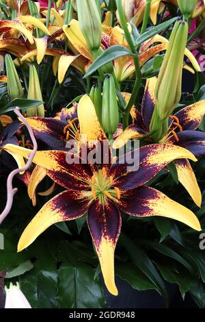 Lilium ‘Lionheart’ Asiatische Lilie Lionheart – duftende schwarze kastanienbraune Blüten mit tiefgelben Blütenblättern, Juli, England, Großbritannien Stockfoto