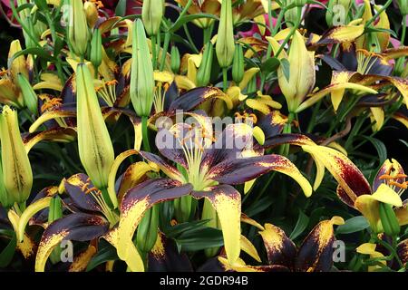 Lilium ‘Lionheart’ Asiatische Lilie Lionheart – duftende schwarze kastanienbraune Blüten mit tiefgelben Blütenblättern, Juli, England, Großbritannien Stockfoto