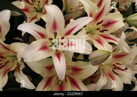 Lilium ‘Nymph’ Orientalische Liliennymphe – duftende weiße Blüten mit karmesinroten Markierungen und spärlichen karmesinroten Flecken, Juli, England, Großbritannien Stockfoto