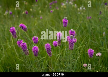 Lila Prärieklee blüht in der Tall Grass Prairie in der Nähe von Tolstoi, Manitoba, Kanada. Stockfoto