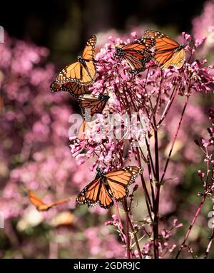 Monarch-Schmetterlinge ernähren sich im Monarch Butterfly Sanctuary in Michoacan, Mexiko, von wilden, flammenden Sternblumen (liatris ligulistylis). Stockfoto