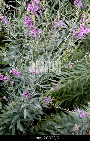 Linaria purpurea purpurpurrote Toadflachs – Blütenspitzen von gespurten violetten Blüten, Juli, England, Großbritannien Stockfoto