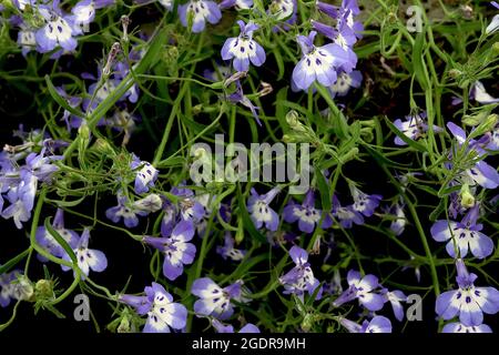 Lobelia erinus ‘Hot Tiger Eyes’ Trailing Lobelia Hot Tiger Eyes – malvenblaue zweilippige Blüten mit weißem basalem Fleck, Juli, England, Großbritannien Stockfoto