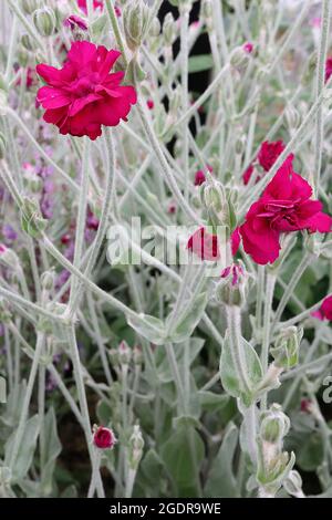 Lychnis coronaria ‘Gardeners World’ Rose campion Gardeners World – doppelt tiefrosa Blüten und silbrig-graue Blätter und Stiele, Juli, England, Großbritannien Stockfoto