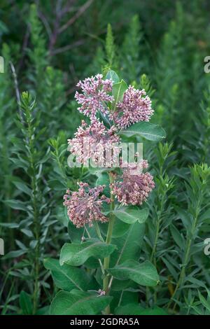 Die Milchkrautpflanze blüht im Discovery Nature Sanctuary, Winkler, Manitoba, Kanada. Stockfoto