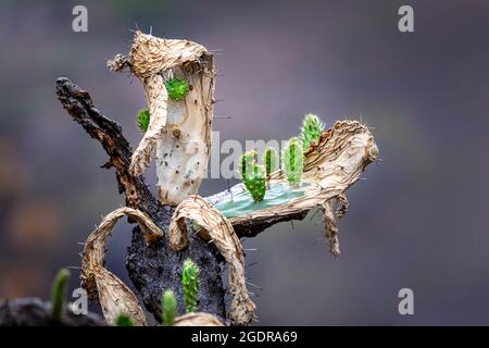 Der kleine Kaktus aus stacheligen Birnen wächst auf einem feuerbeschädigten Erwachsenen in der Nähe von Morelia, Michoacan, Mexiko. Stockfoto