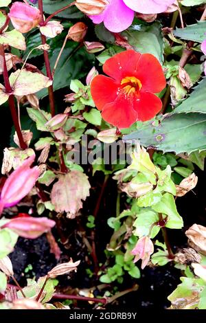 Mimulus luteus ‘Magic Mixed’ Affenblume / Moschus - rote trichterförmige Blüten und gelber Kehle, Juli, England, UK Stockfoto