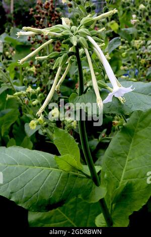Nicotiana sylvestris blühender Tabak – Rispen aus langen röhrenförmigen, salberförmigen weißen Blüten an hohen Stielen, Juli, England, Großbritannien Stockfoto