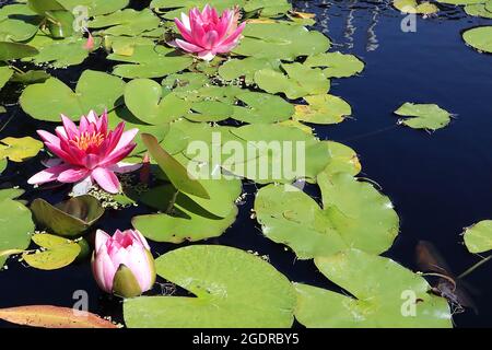 Nymphaea ‘Masaniello’ Seerose Masaniello – tiefrosa Blüten mit eingekerbten Blütenblättern und weißen Innenräumen mit flachen runden Blättern auf dem Wasser, Juli, England Stockfoto