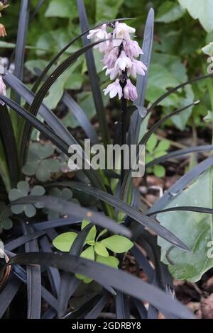 Ophigogon planiscapus ‘nigrescens’ schwarzes Mondogras – kleine glockenförmige weiße Blüten mit violetten Reflexen und gebogenen schmalen schwarzen Blättern, Juli, Großbritannien Stockfoto