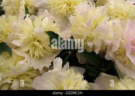 Paeonia lactiflora ‘Honey Gold’ Pfingstrose Honey Gold – große Doppelblüten mit äußeren weißen Blütenblättern und zahlreichen gerafften und gesäumten gelben Blütenblättern, Stockfoto