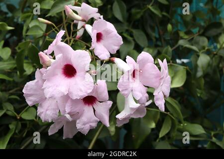 Pandorea Jasminoides ‘Pink Supreme’ Laubpflanze – kleine Gruppen trichterförmiger blassrosa Blüten mit purpurfarbenem Hals, Juli, England, Großbritannien Stockfoto