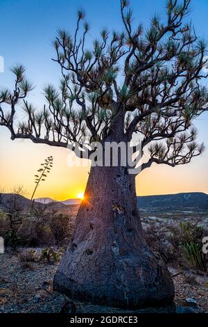 Eine alte Pferdeschwanzpalme (Beaucarnea recurvata) bei Sonnenaufgang im Tehuacan-Cuicatlan Reserve, Puebla, Mexiko Stockfoto