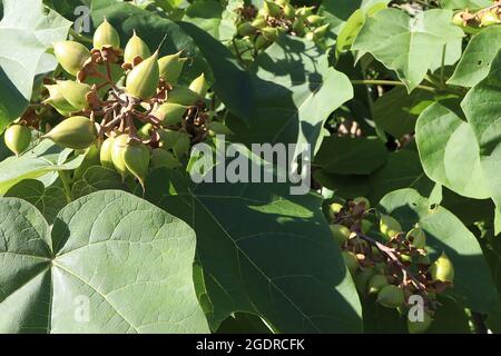 Pawlonia tomentosa Foxglove Tree - eiförmige Samenkapseln aus Apfelgrün, Juli, England, Großbritannien Stockfoto