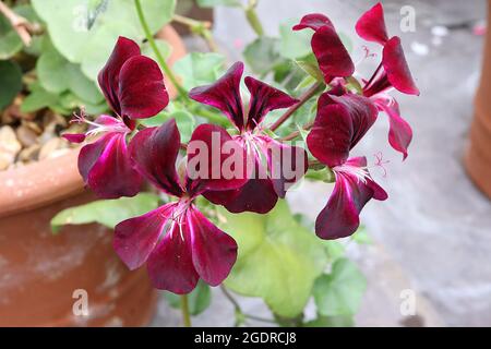 Pelargonium ‘Choun Cho’ efeublättriges Pelargonium Choun Cho – pflaumenrote Blüten und runde, mittelgrüne, palmately gelappte Blätter, Juli, England, Großbritannien Stockfoto