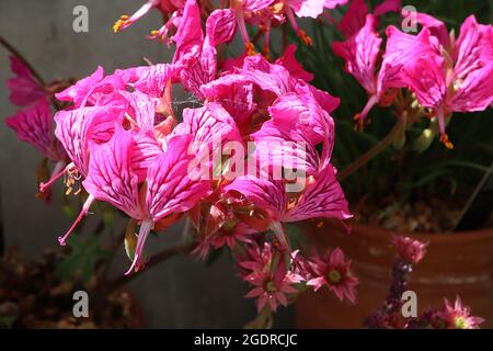 Pelargonium endlicherianum Tiefe rosa Blüten mit karmesinroten Markierungen, reflexartige und faltige Blütenblätter, Juli, England, Großbritannien Stockfoto