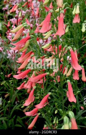 Penstemon barbatus ‘Roseus’ Bärenlippe Penstemon Roseus - aufrechte Rispen glockenförmiger korallensoröer Blüten, Juli, England, Großbritannien Stockfoto