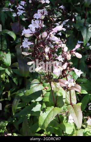 Penstemon digitalis ‘Husker Red’ bartzunge Husker Red - aufrechte Rispen aus glockenförmigen blassrosa Blüten und weißem Hals, mittelgrüne Blätter, kastanienbraun Stockfoto