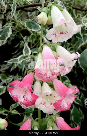 Penstemon ‘Flamingo’ Bartzunge Flamingo - aufrechte Rispen aus glockenförmigen weißen und tiefrosa Blüten, weißer Kehlkopfkarmin, Juli, England, Stockfoto