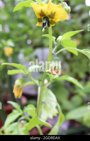 Physalis ixocarpa tomatillo – offene gelbe Blüten mit braunen grünen Markierungen und eiskfarbenen hellgrünen Blättern, Juli, England, Großbritannien Stockfoto