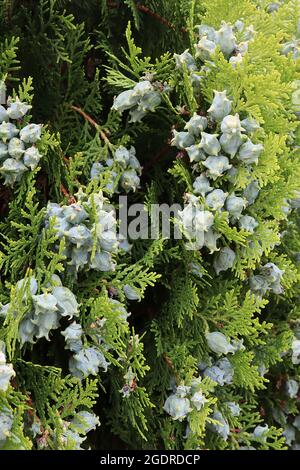 Platycadus orientalis Oriental thuja – eiskegelförmige, ovale Zapfen mit Cremehaken und flachen, senkrechten Sprays kalkähnlicher Blätter, Juli, England, Großbritannien Stockfoto