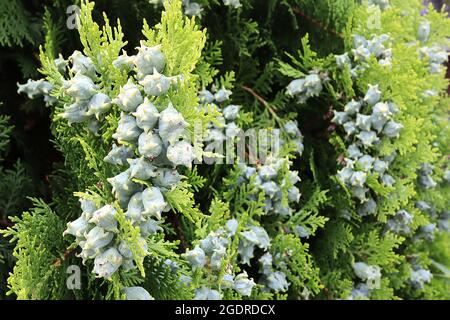 Platycadus orientalis Oriental thuja – eiskegelförmige, ovale Zapfen mit Cremehaken und flachen, senkrechten Sprays kalkähnlicher Blätter, Juli, England, Großbritannien Stockfoto