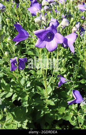 Platycodon grandiflorus ‘Apoyama’ Chinesische Ballonblume Apoyama – offene glockenförmige, violett-blaue Blüten mit violetten Adern, Juli, England, Großbritannien Stockfoto