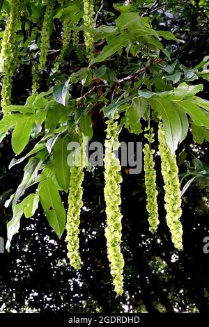 Pterocarya fraxinifolia kaukasische Flügelnuss – hängende Trauben von flachen hellgrünen Samenkapseln, Juli, England, Großbritannien Stockfoto