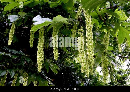 Pterocarya fraxinifolia kaukasische Flügelnuss – hängende Trauben von flachen hellgrünen Samenkapseln, Juli, England, Großbritannien Stockfoto