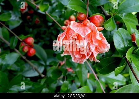 Punica granatum ‘Madame Legrelle’ Granatapfel Madame Legrelle - doppelte rote Blüten mit weißen Rändern und gekräuselten Blütenblättern, glänzende Blätter, Juli, Großbritannien Stockfoto