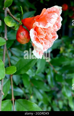 Punica granatum ‘Madame Legrelle’ Granatapfel Madame Legrelle - doppelte rote Blüten mit weißen Rändern und gekräuselten Blütenblättern, glänzende Blätter, Juli, Großbritannien Stockfoto